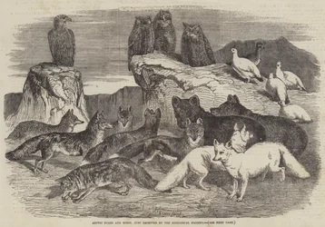 Zorros árticos y aves, recién recibidos por la Sociedad Zoológica